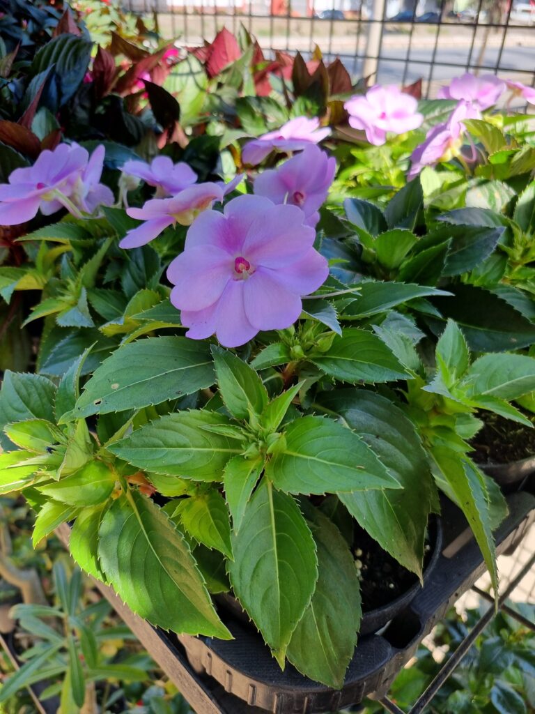 VASO SUNPATIENS P13