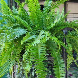 VASO SAMAMBAIA PAULISTINHA DE SOL C21