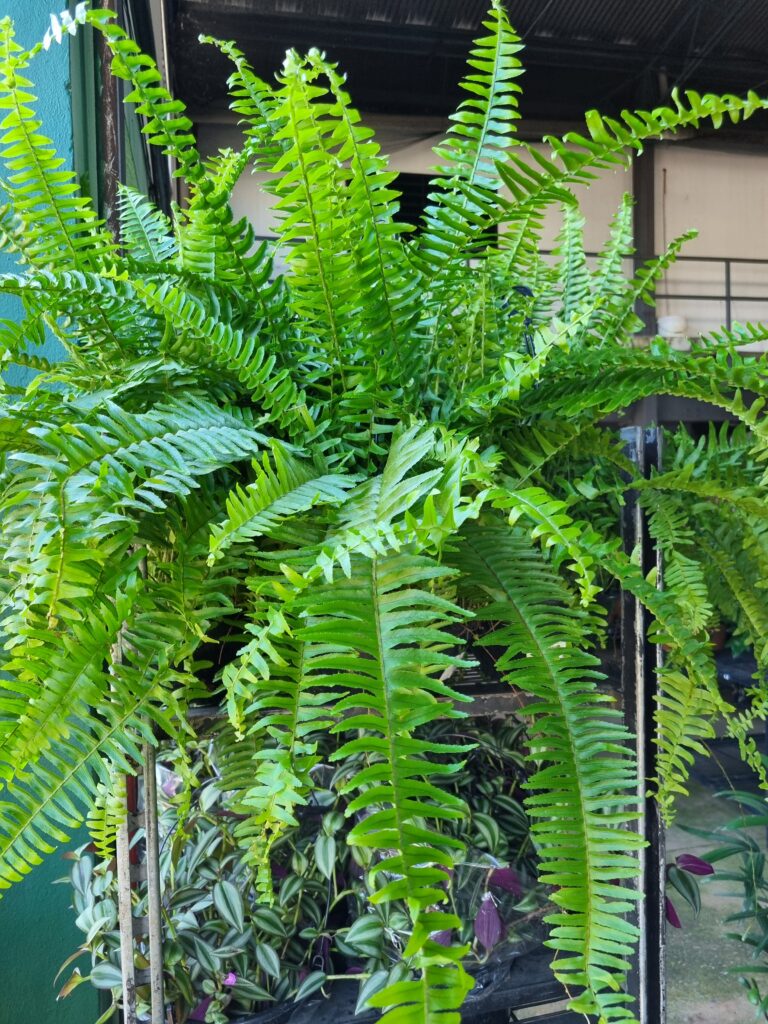 VASO SAMAMBAIA PAULISTINHA DE SOL C21