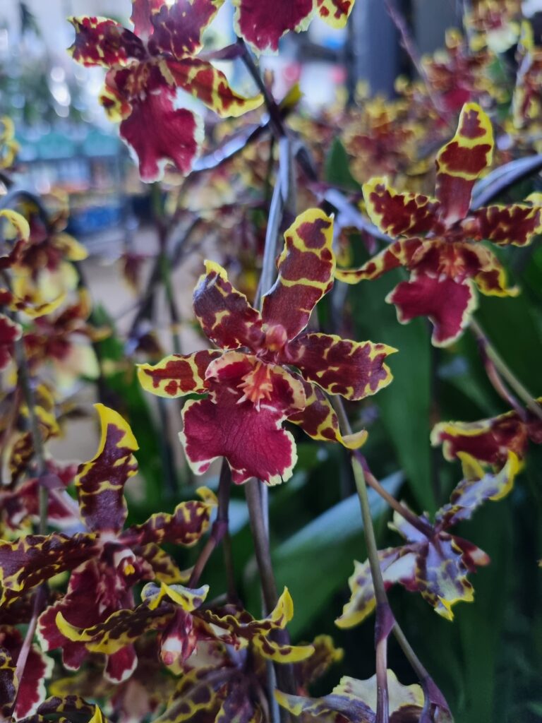 VASO ORQUIDEA COLMANARA P15