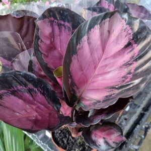VASO CALATHEA P12 ROSEA PICTA