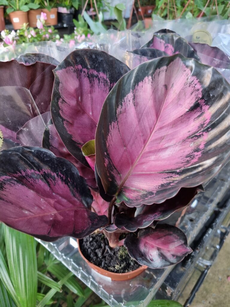 VASO CALATHEA P12 ROSEA PICTA