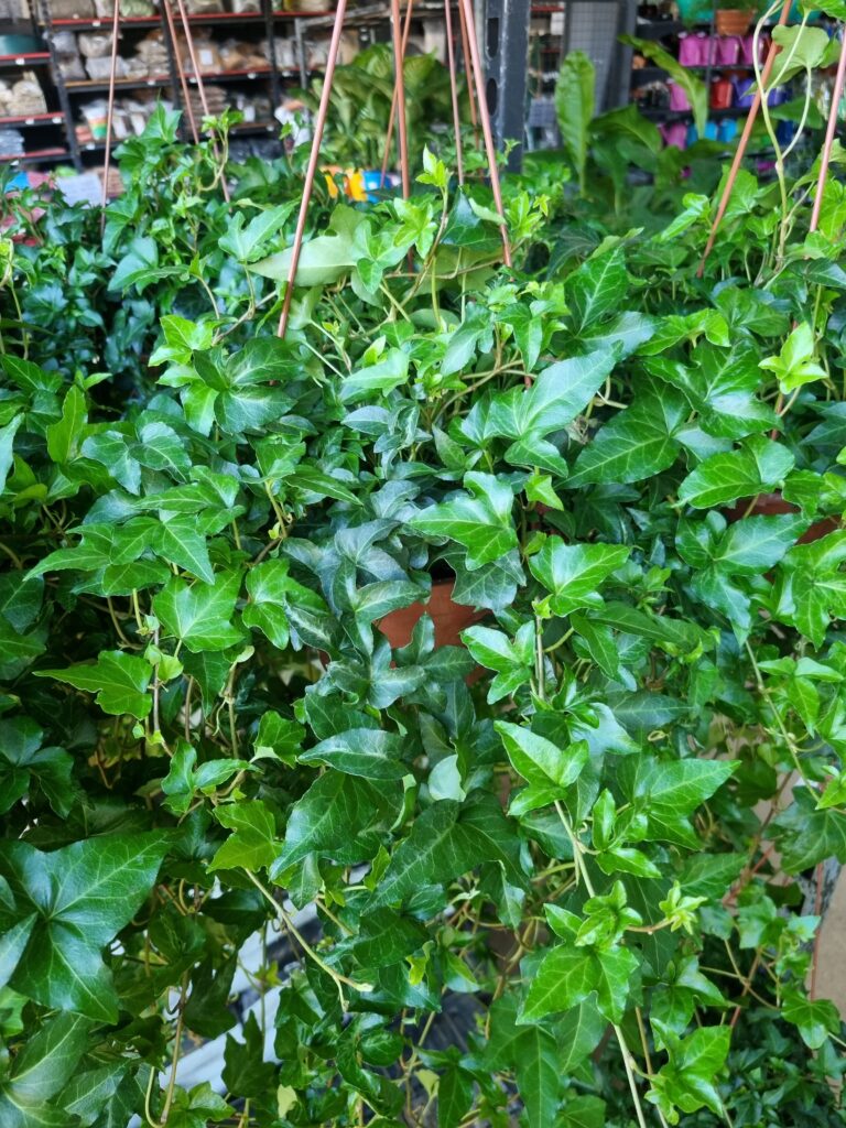 VASO HEDERA C18