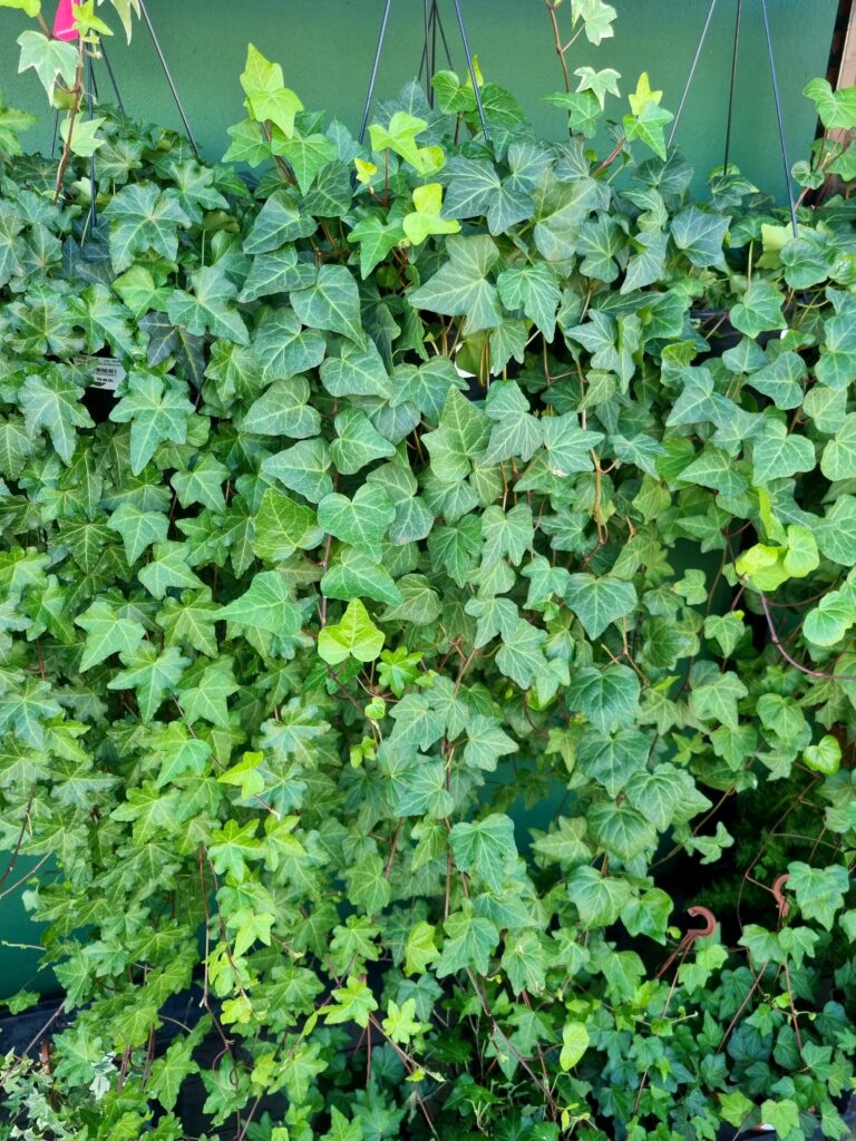 VASO HEDERA C21 (ERA ESTRELA) PENDENTE