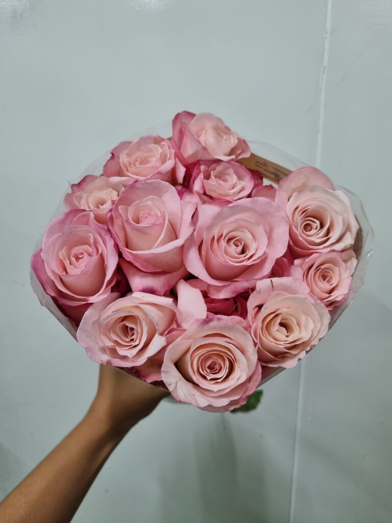 ROSA VANIA 040