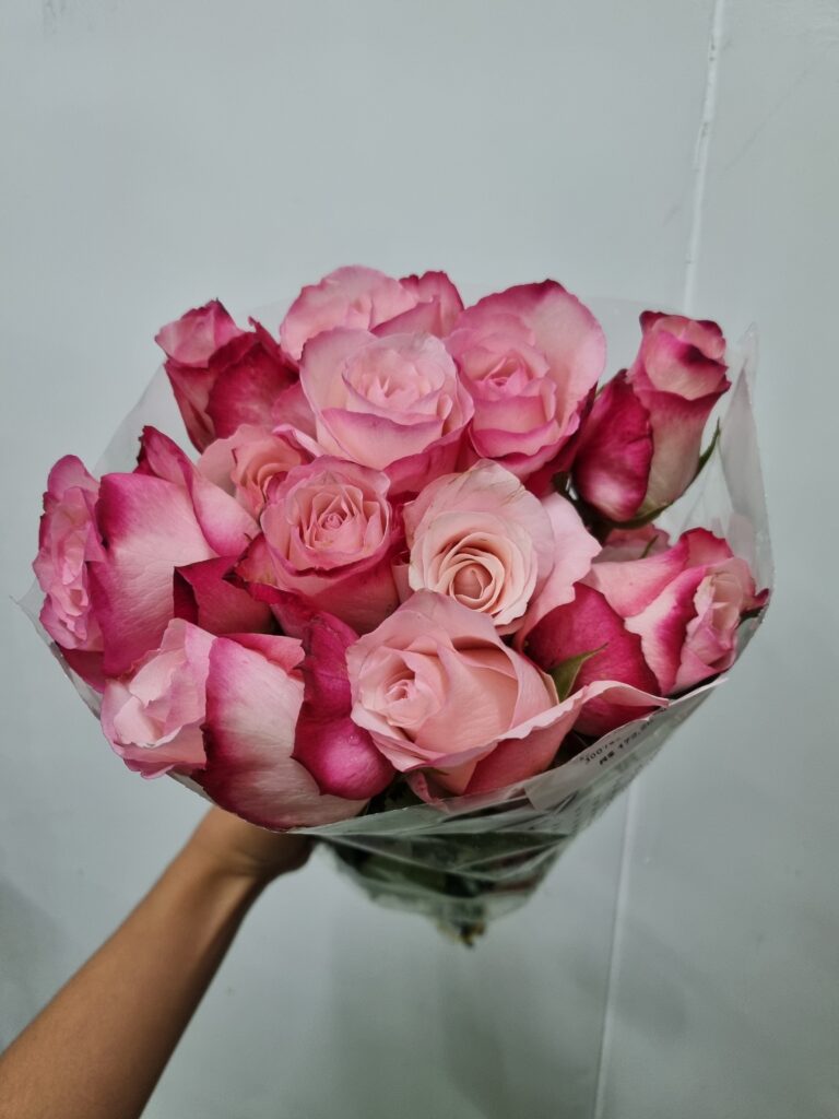 ROSA VARIADA 030