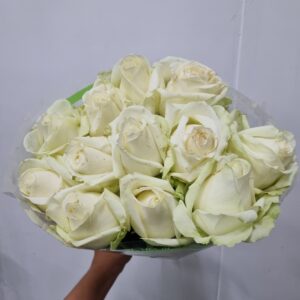 ROSA AVALANCHE 050