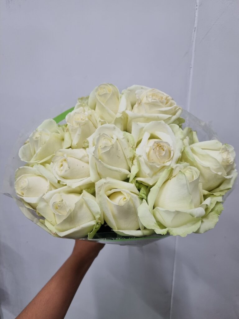 ROSA AVALANCHE 050