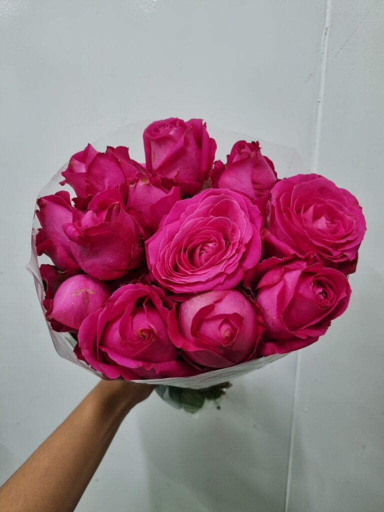 ROSA CHERRY AVALANCHE 040 (PINK)