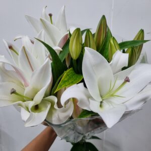 LIRIO LITOUWEN (ASIATICO BRANCO)