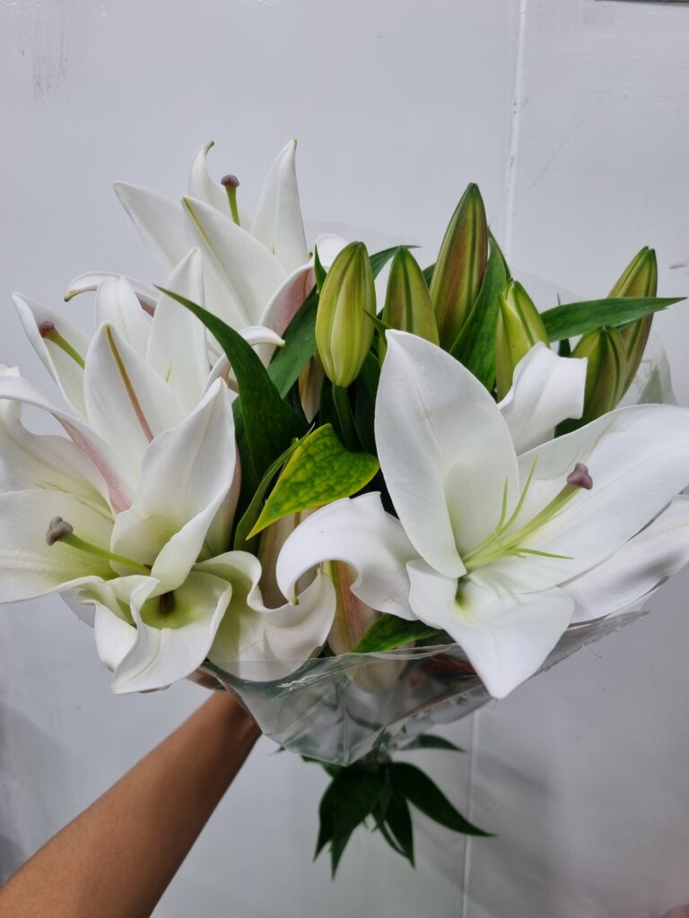 LIRIO LITOUWEN (ASIATICO BRANCO)
