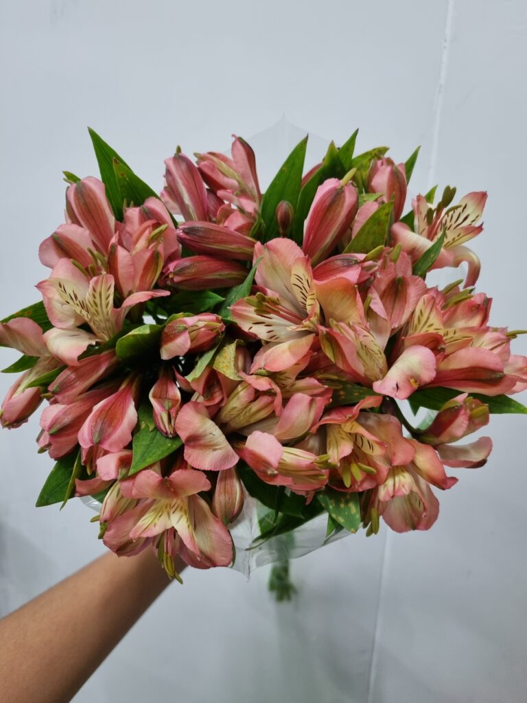 ALSTROEMERIA MILOS