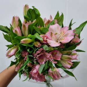 ALSTROEMERIA TURMALINA