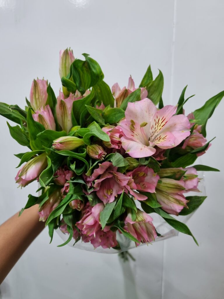 ALSTROEMERIA TURMALINA