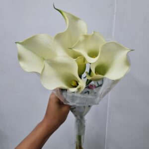 ZANTEDESCHIA BRANCA