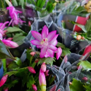 VASO FLOR DE MAIO P11