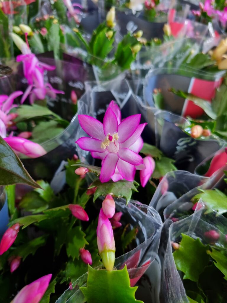 VASO FLOR DE MAIO P11