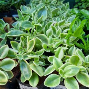MUDA ROSINHA DE SOL VARIEGATA