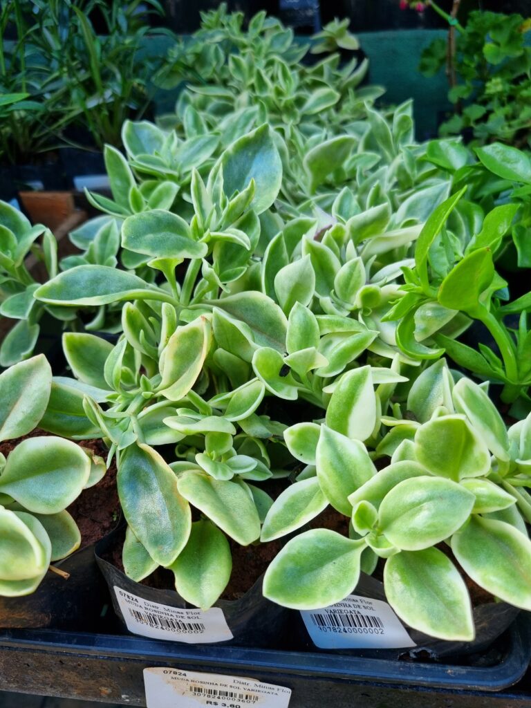 MUDA ROSINHA DE SOL VARIEGATA