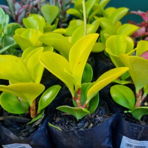 MUDA PEPEROMIA
