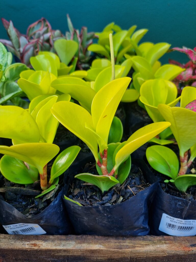 MUDA PEPEROMIA