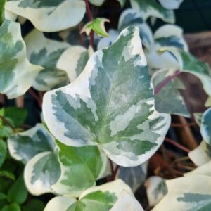 MUDA ERA BATATA VARIEGATA