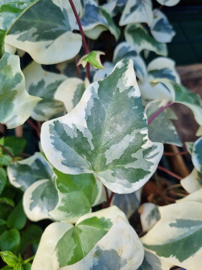 MUDA ERA BATATA VARIEGATA