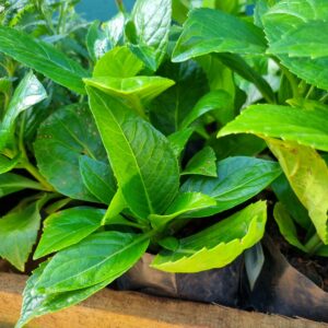 MUDA HORTENSIA