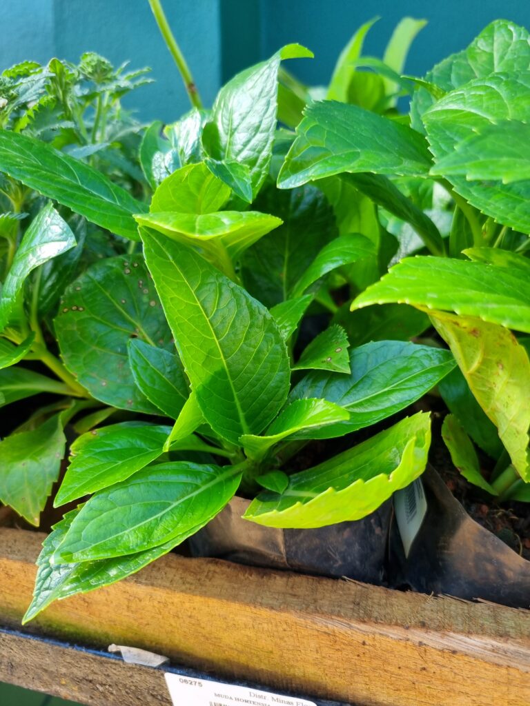 MUDA HORTENSIA