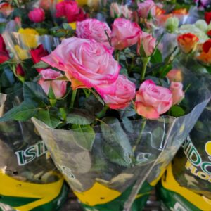 VASO ROSA MINI P15