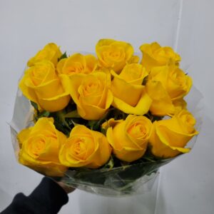 ROSA MOMENTUM 040