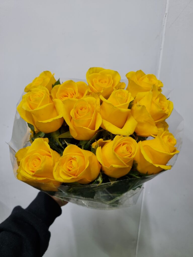 ROSA MOMENTUM 040
