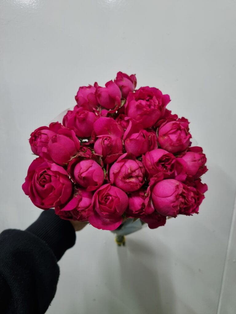 ROSA SPRAY PINK