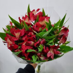ALSTROEMERIA NATALYA (VERMELHA)