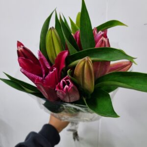 LIRIO VERMELHO