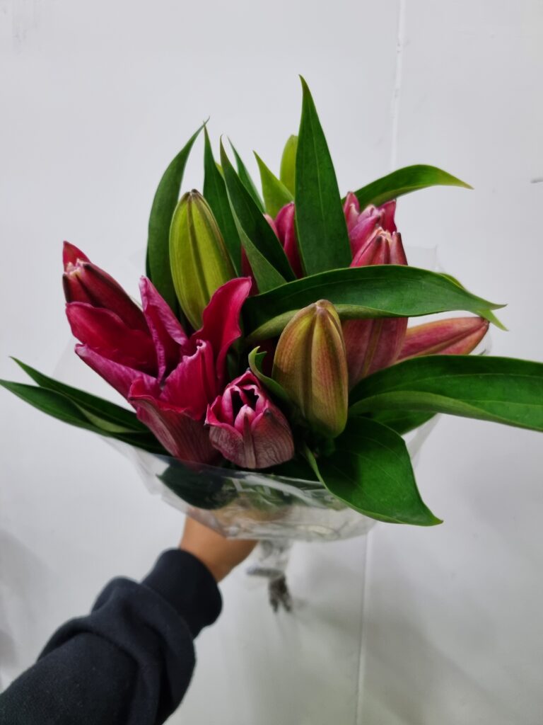 LIRIO VERMELHO