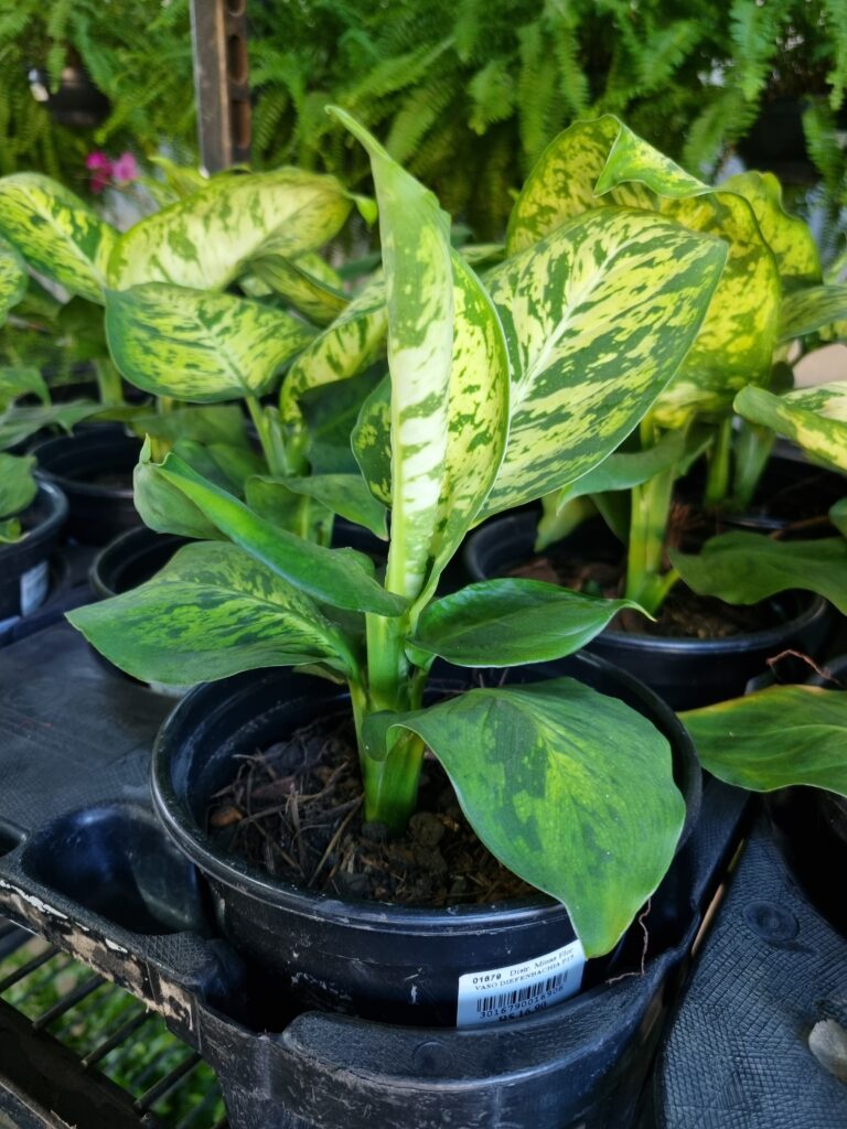 VASO DIEFENBACHIA P15