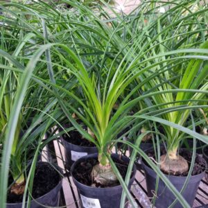VASO BEAUCARNEA P11 (PATA DE ELEFANTE)