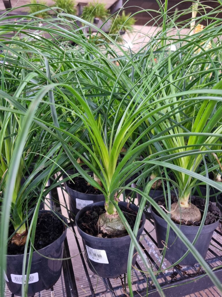 VASO BEAUCARNEA P11 (PATA DE ELEFANTE)