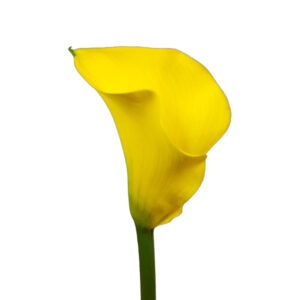 ZANTEDESCHIA AMARELA