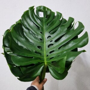 MONSTERA M
