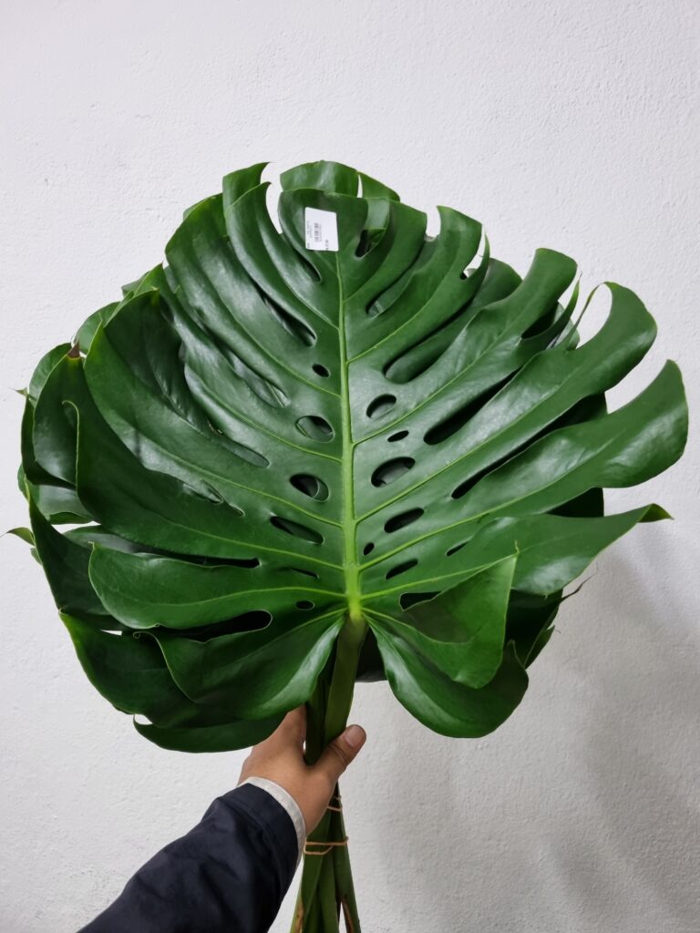 MONSTERA M