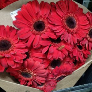 GERBERA LAMBORGUINI (VERMELHA ME)