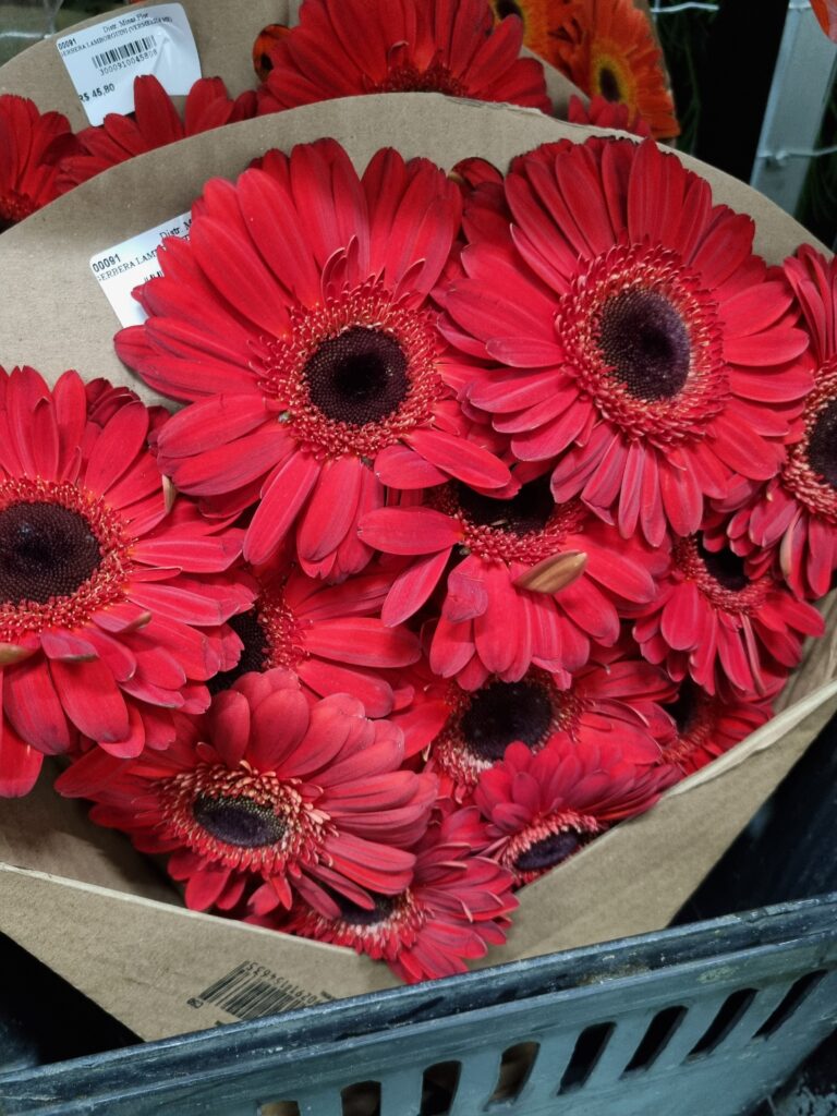 GERBERA LAMBORGUINI (VERMELHA ME)