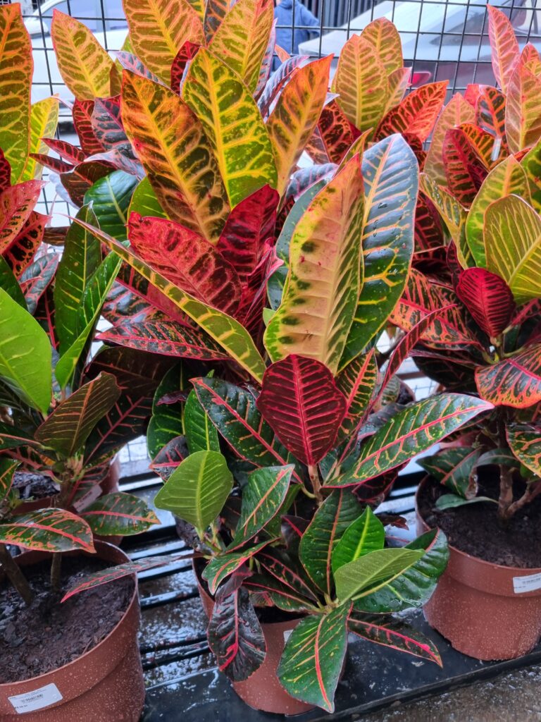 VASO CROTON P24 HIBRIDO PETRA