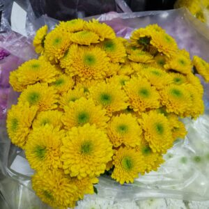 CRISANTEMO STATESMAN (POMPOM AMARELO)
