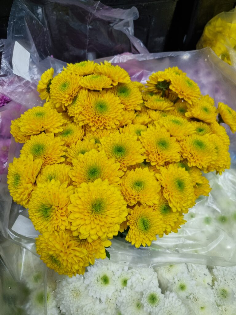 CRISANTEMO STATESMAN (POMPOM AMARELO)