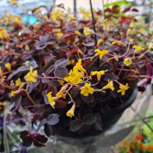 VASO OXALIS VULCANICOLA C21