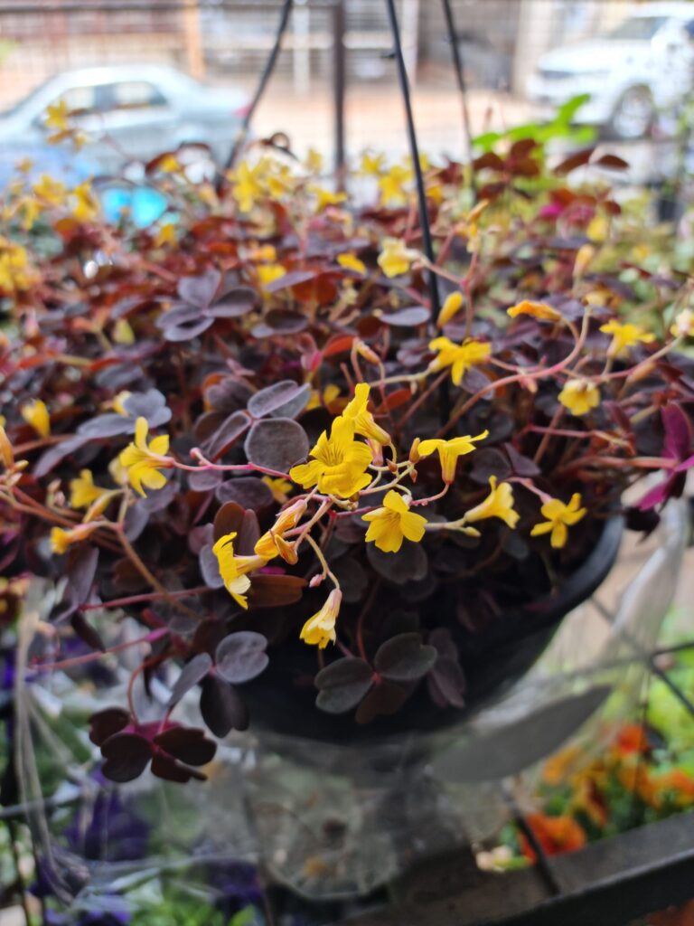 VASO OXALIS VULCANICOLA C21