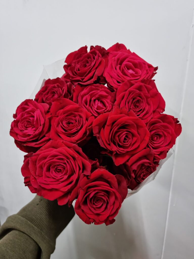 ROSA FREEDOM 040
